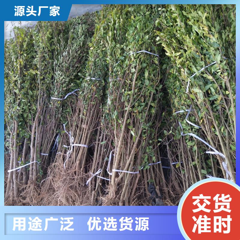 石榴苹果苗把实惠留给您