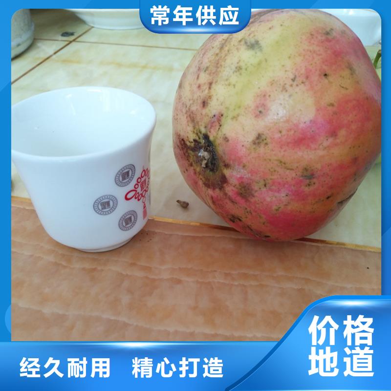 石榴樱桃苗好厂家有担当