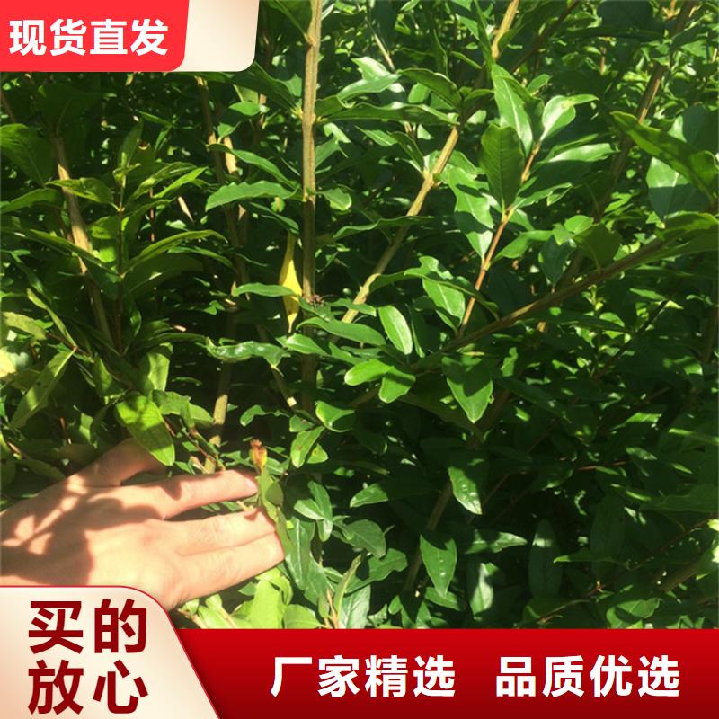 石榴_奶油草莓专业按需定制