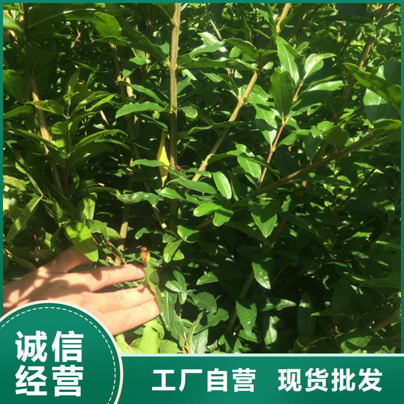 石榴【苹果苗】厂家现货批发