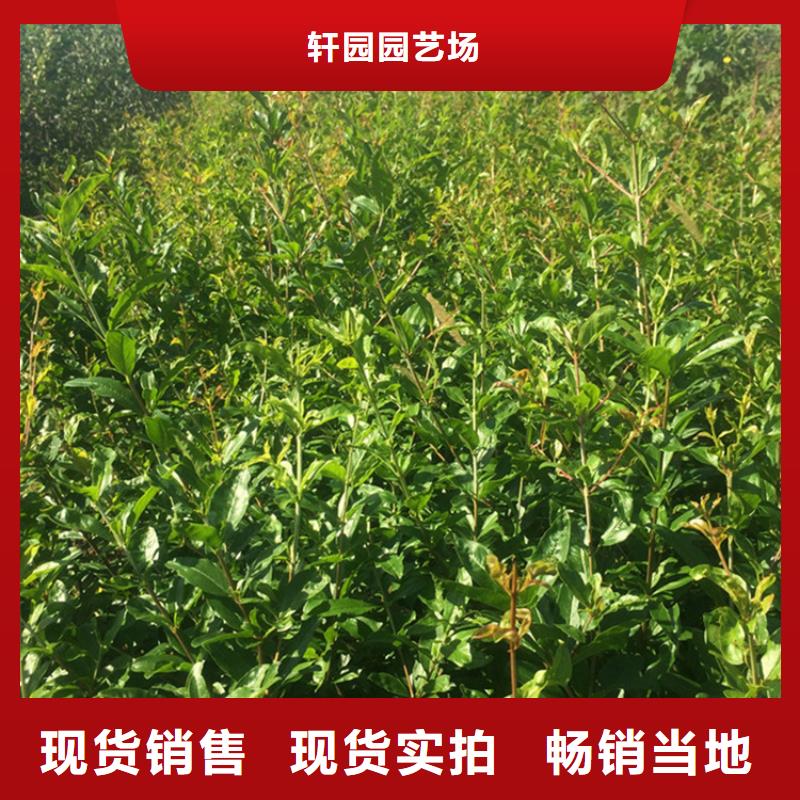 【石榴】_苹果苗专业生产厂家