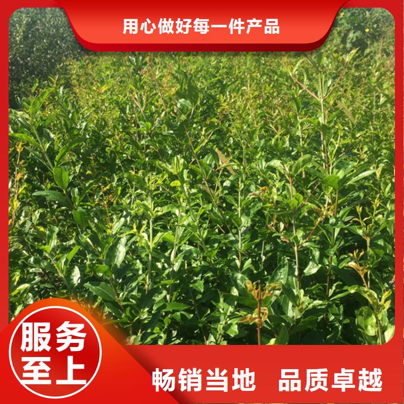 石榴石榴树产地直供