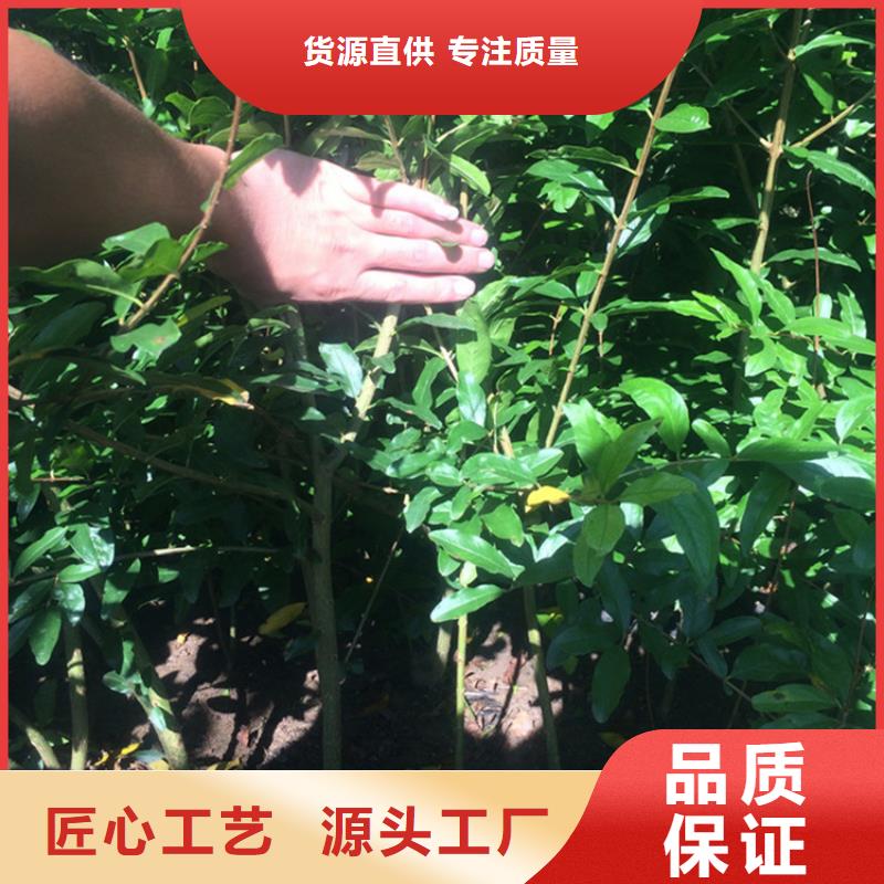 石榴-梨树苗应用广泛