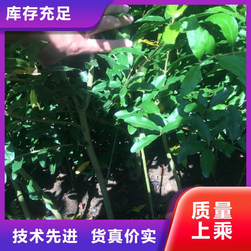 石榴草莓苗满足客户需求