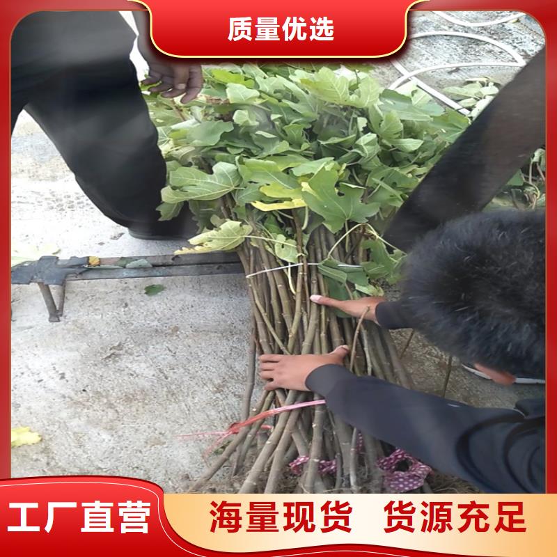 【无花果梨树苗真实拍摄品质可靠】