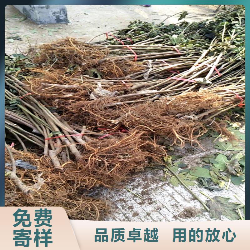 【无花果,北美冬青好品质选我们】