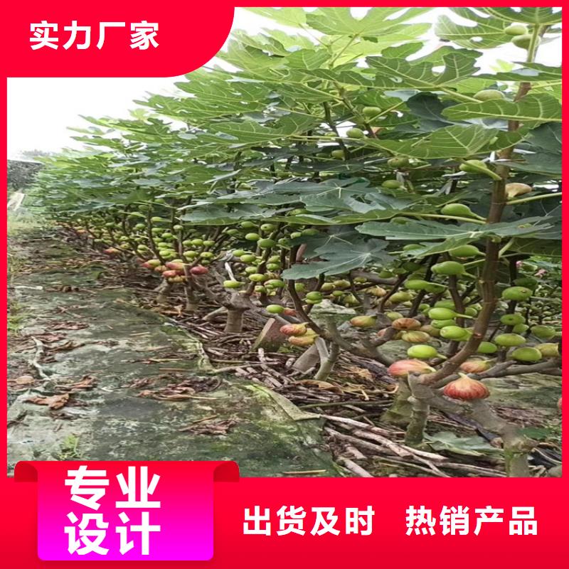 无花果樱桃苗为您精心挑选