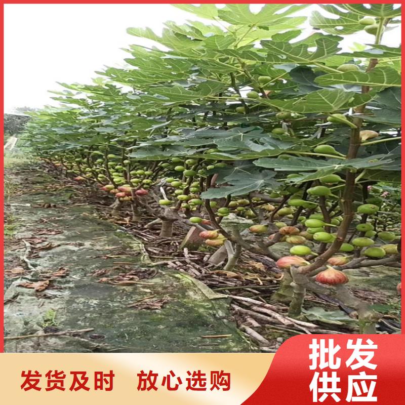 无花果,桃树苗当日价格