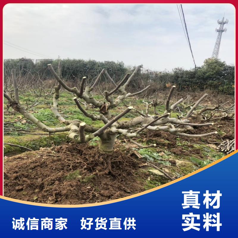 无花果无花果苗加工定制