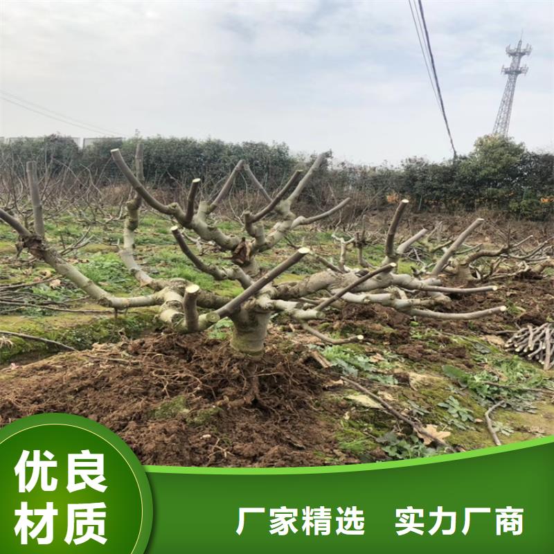 无花果葡萄苗货源直销