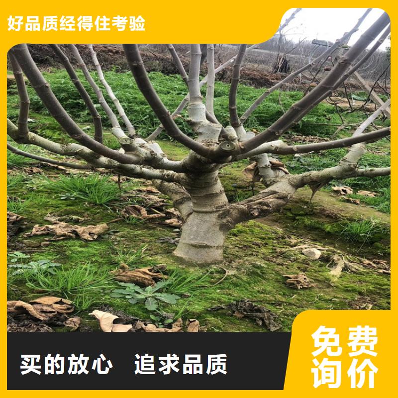 【无花果石榴树用心做好每一件产品】