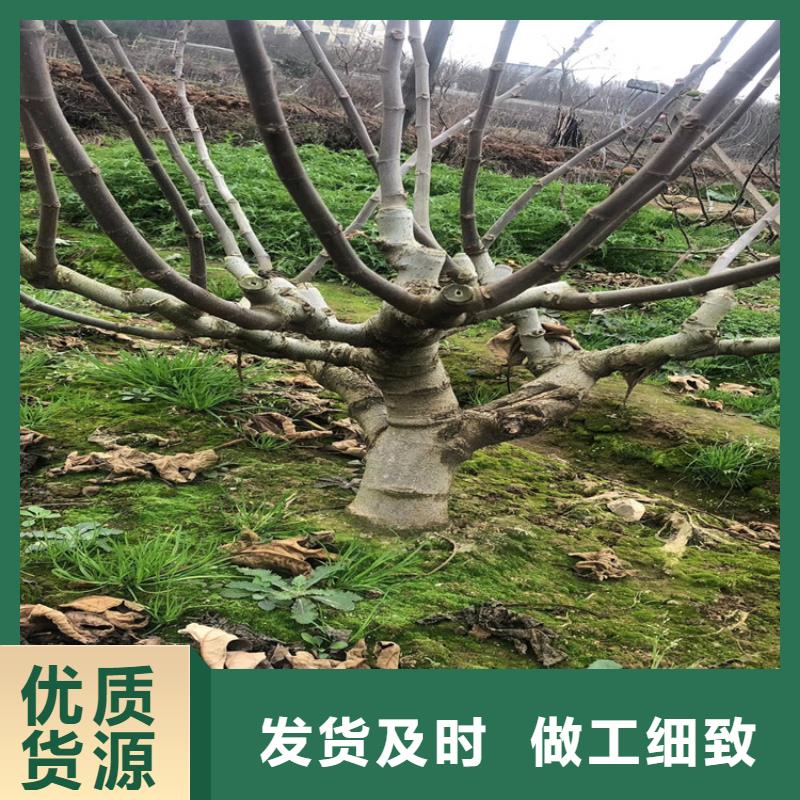 无花果【蓝莓苗】打造好品质