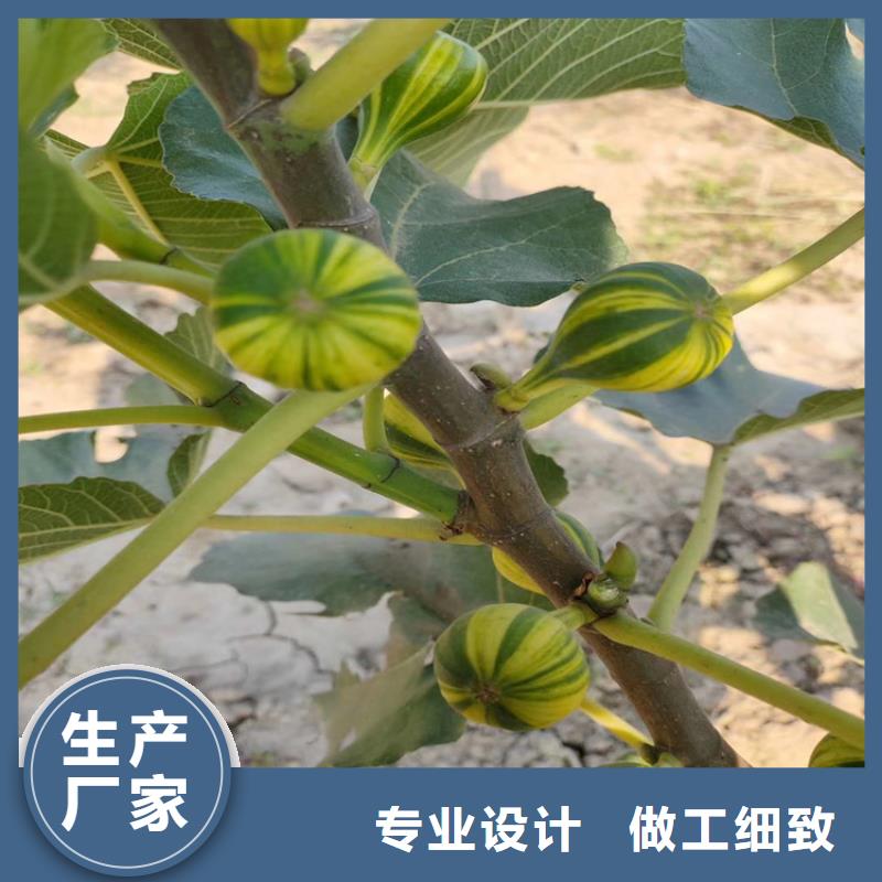 无花果梨树苗海量现货