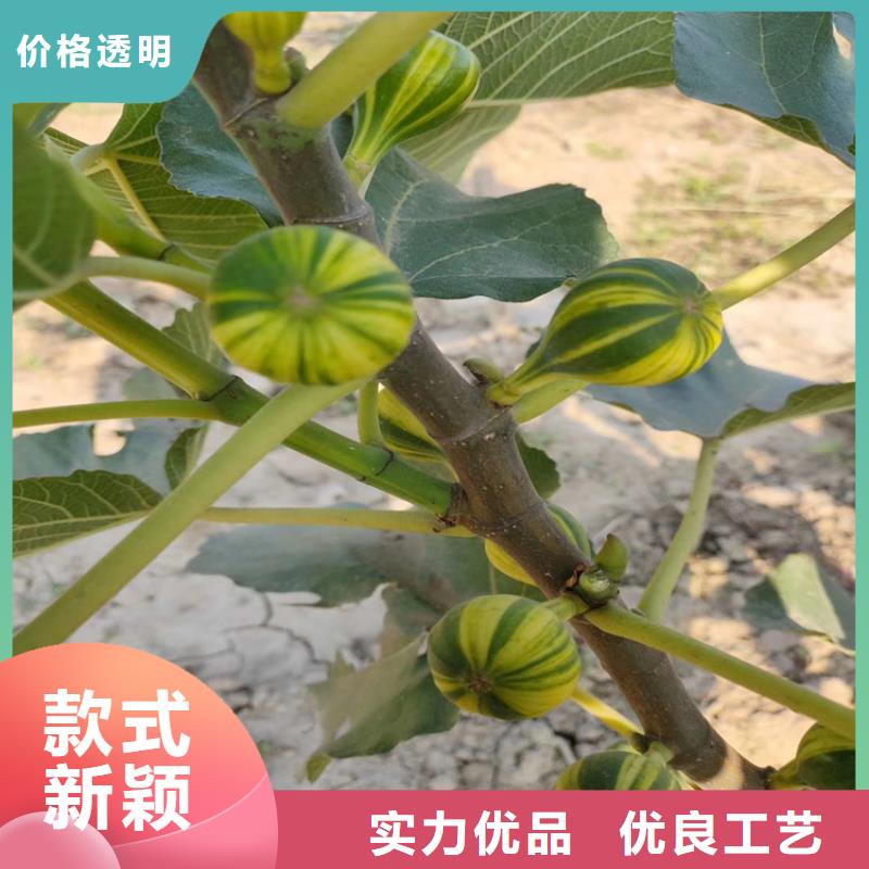 【无花果_3公分石榴苗自有厂家】