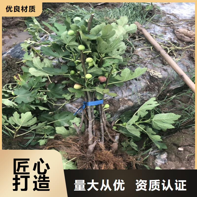 无花果樱桃苗真正的源头厂家