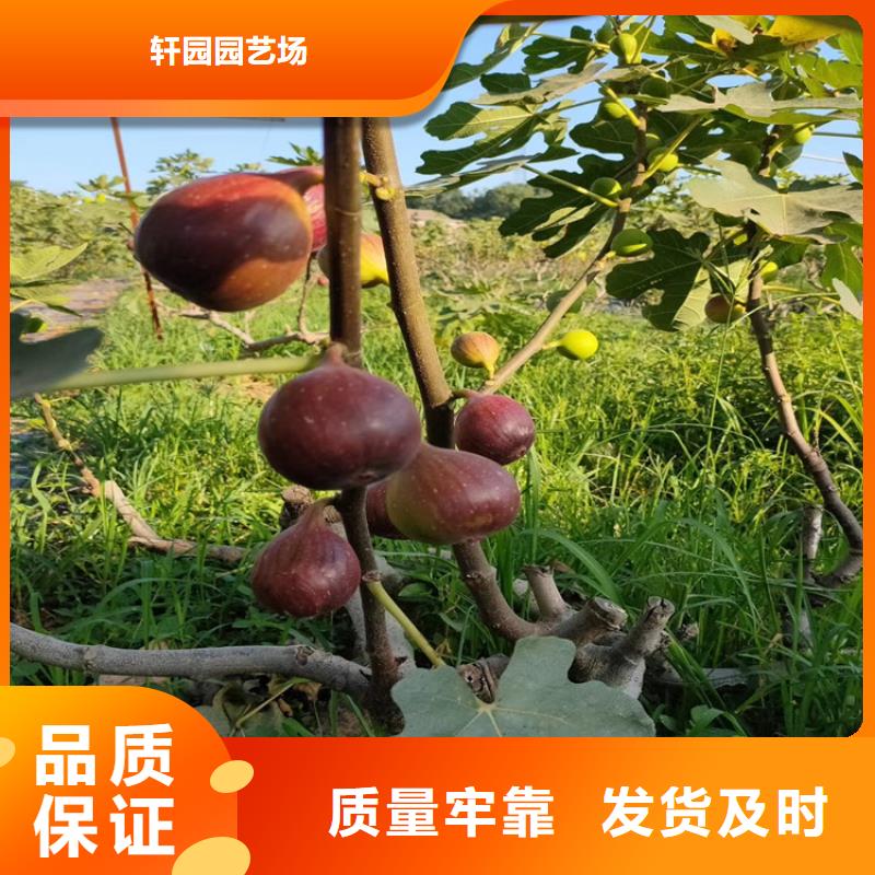 【无花果石榴树用心做好每一件产品】