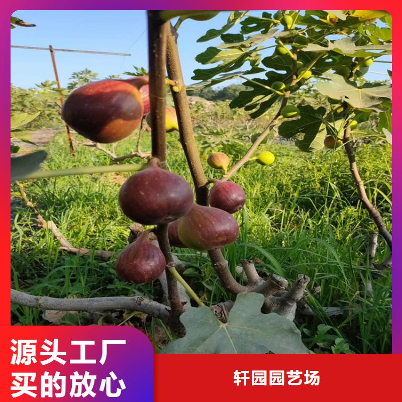 【无花果】,石榴树规格型号全