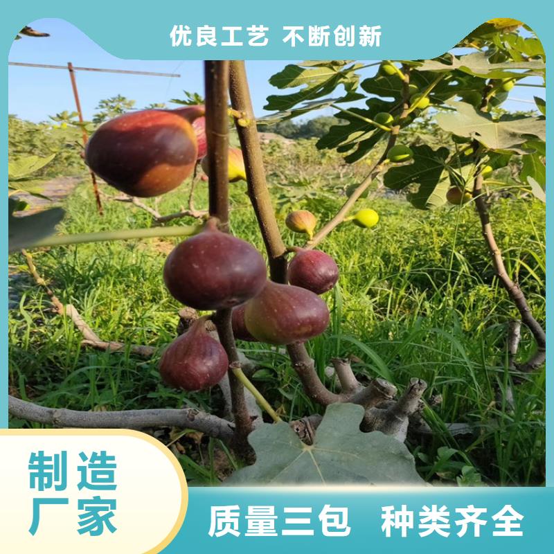 无花果-苹果苗用的放心