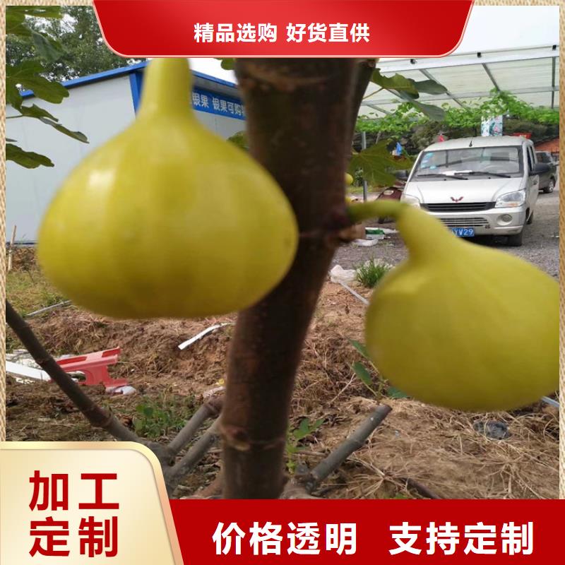 无花果北美冬青货品齐全