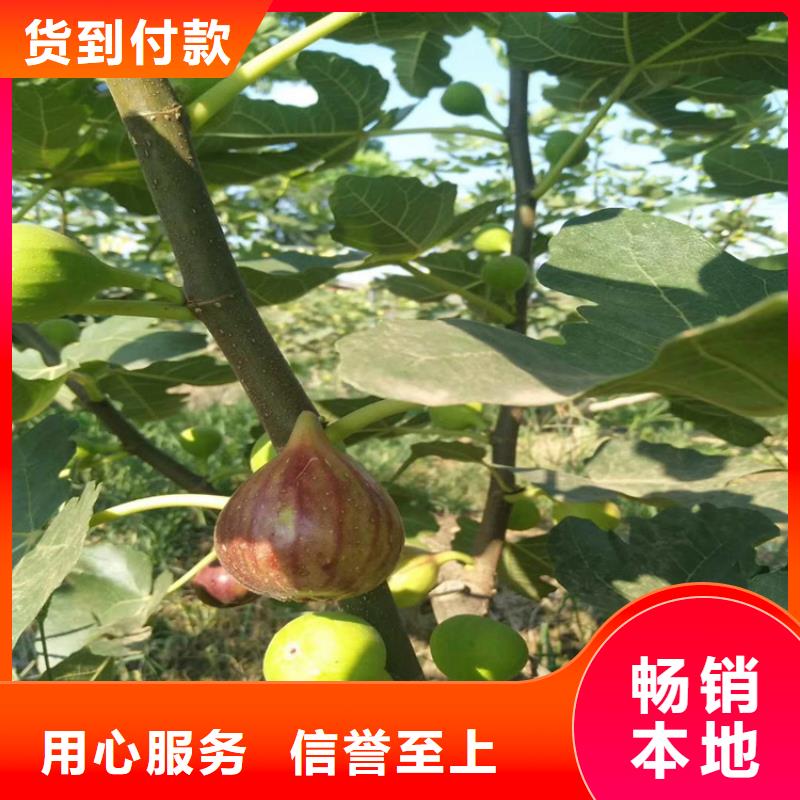 【无花果梨树苗真实拍摄品质可靠】