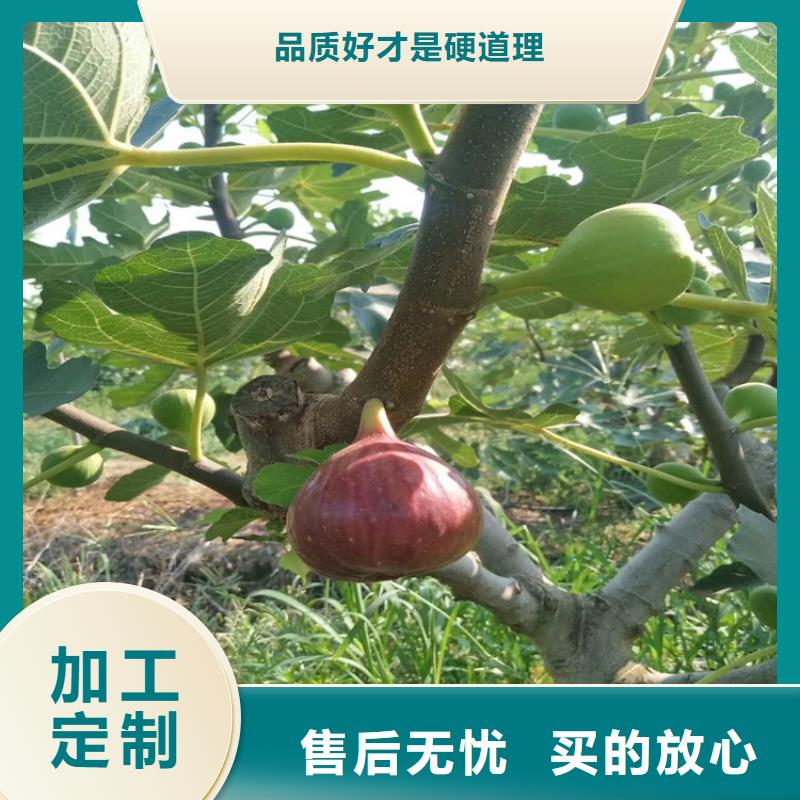 【无花果】苹果苗产品细节参数