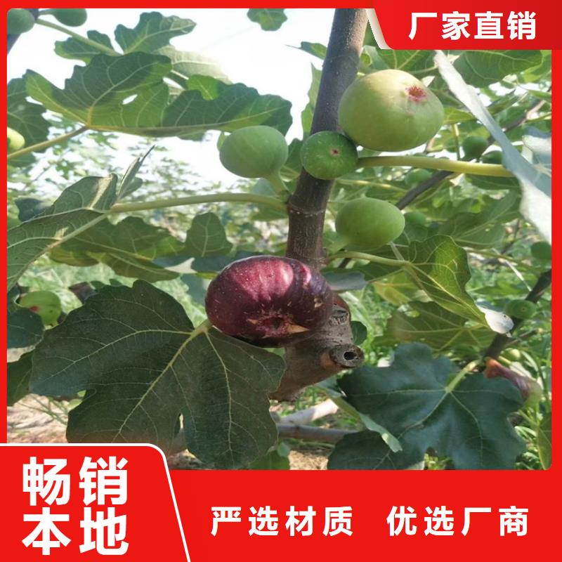 无花果石榴苗定制定做