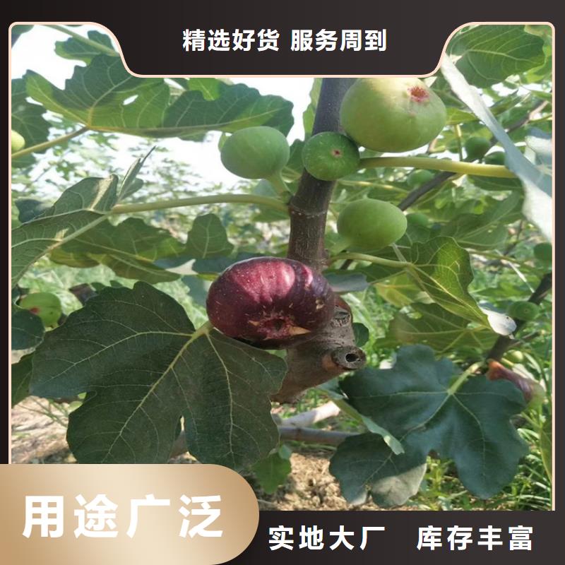 【无花果】苹果苗产品细节参数