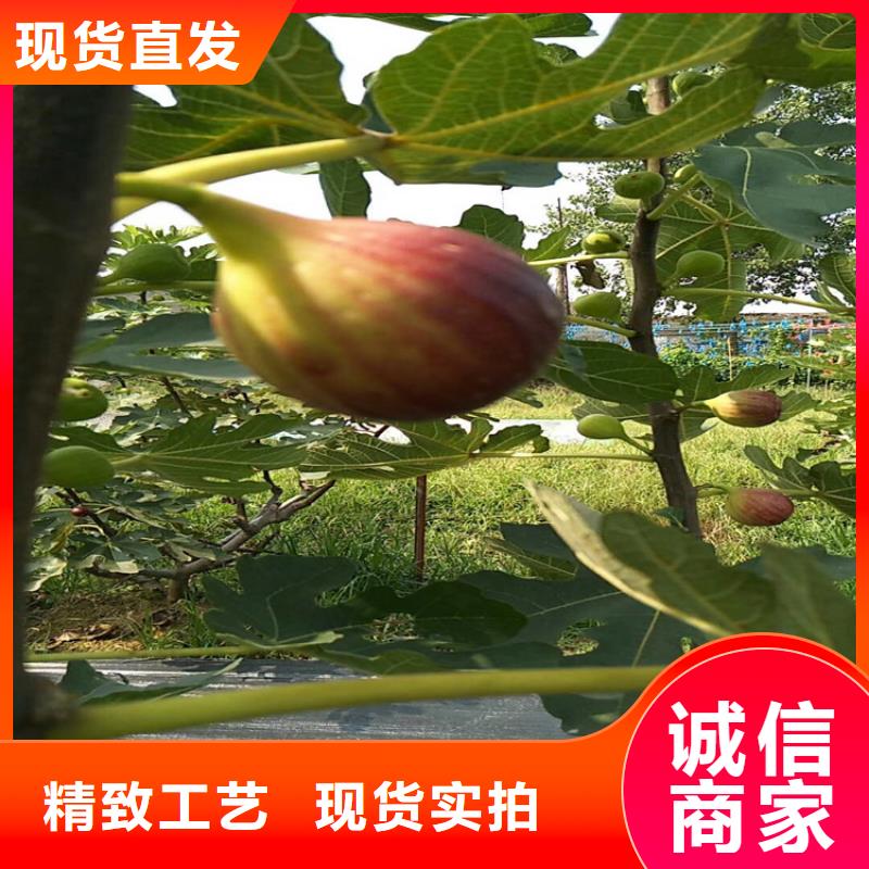 无花果北美冬青值得买