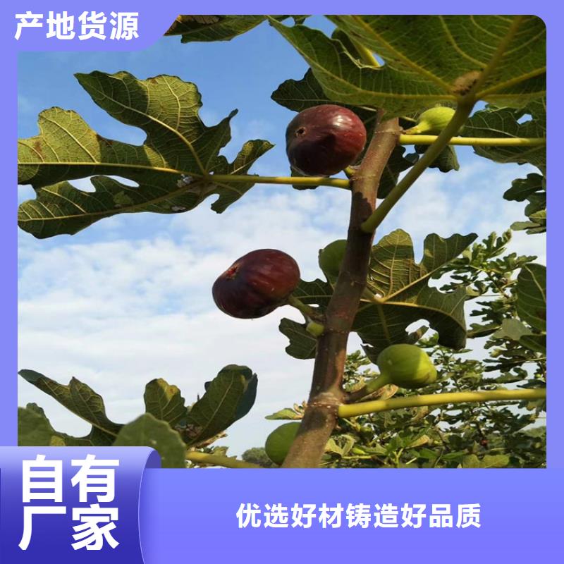 无花果无花果苗加工定制