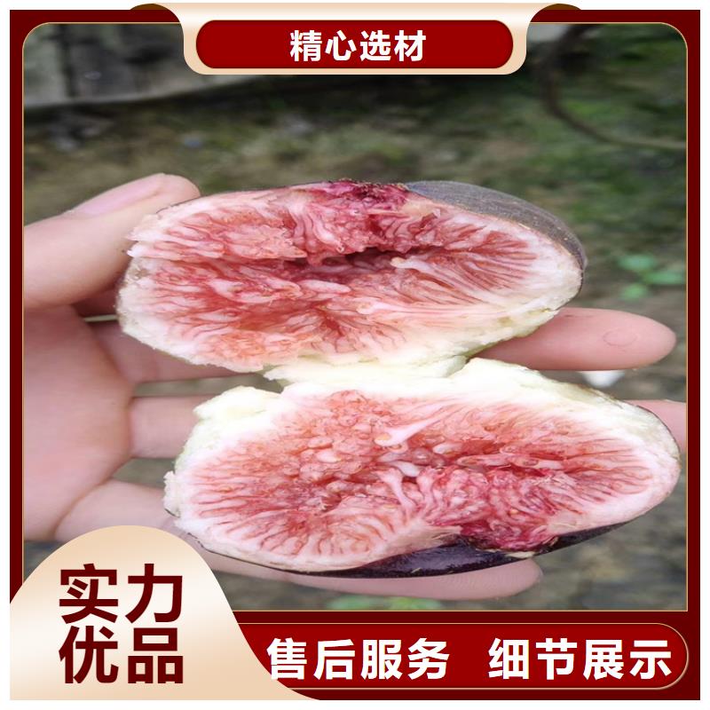 无花果-樱桃苗实力厂家直销