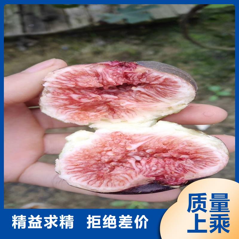 无花果梨树苗层层质检