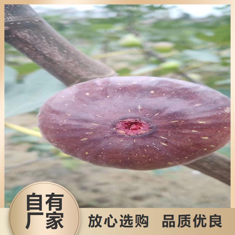 无花果苹果苗优选好材铸造好品质
