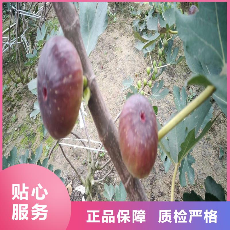 无花果【蓝莓苗】打造好品质