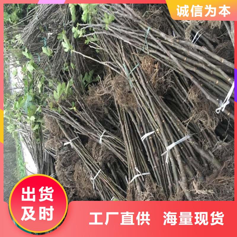 【无花果梨树苗敢与同行比质量】