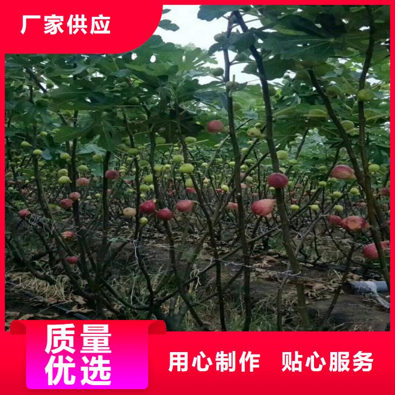 西瓜番石榴苗海量现货-轩园园艺场(香港分公司)