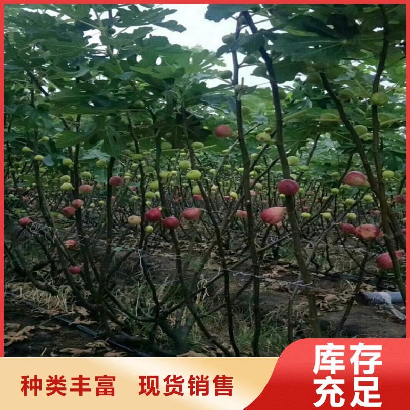 无花果樱桃苗实拍展现