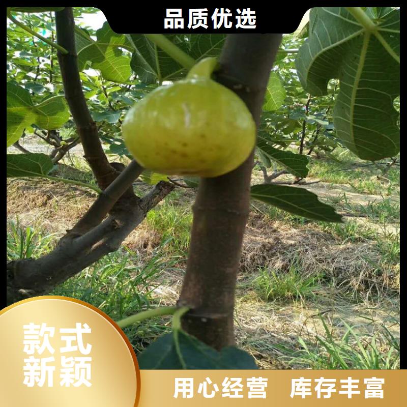 无花果桃树苗发货迅速