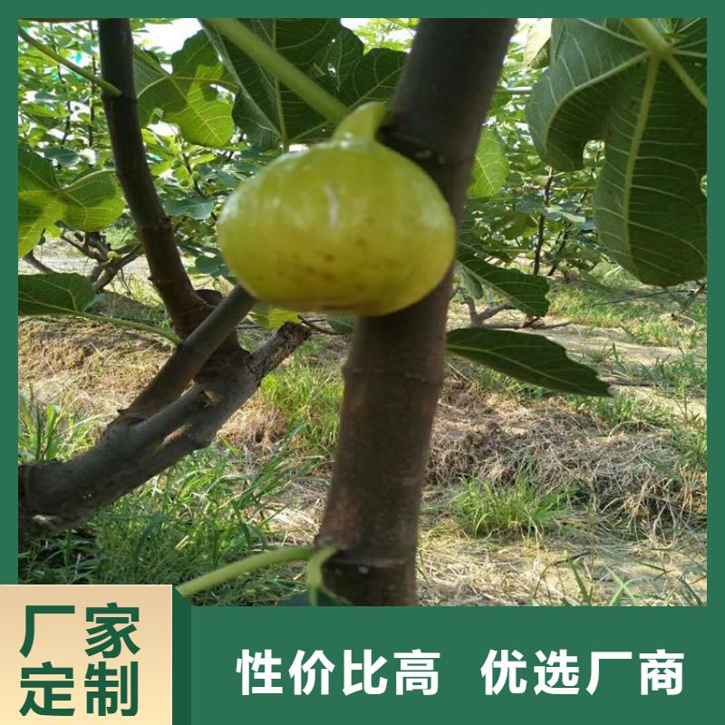 无花果桃树苗拒绝中间商