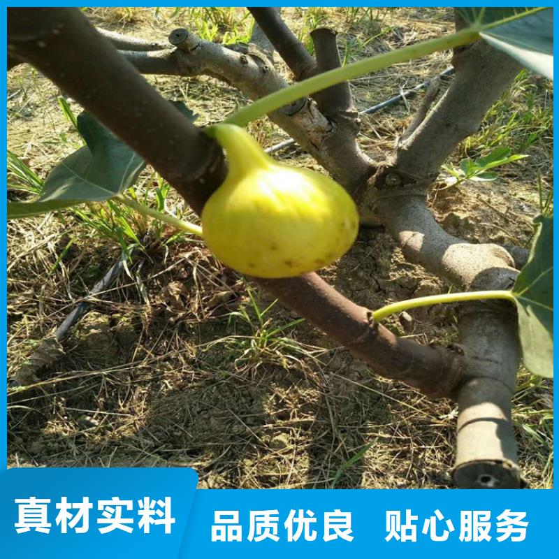 【无花果】苹果苗产品细节参数