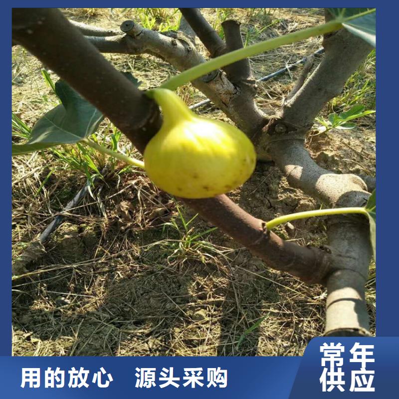 【无花果,樱桃苗当地货源】