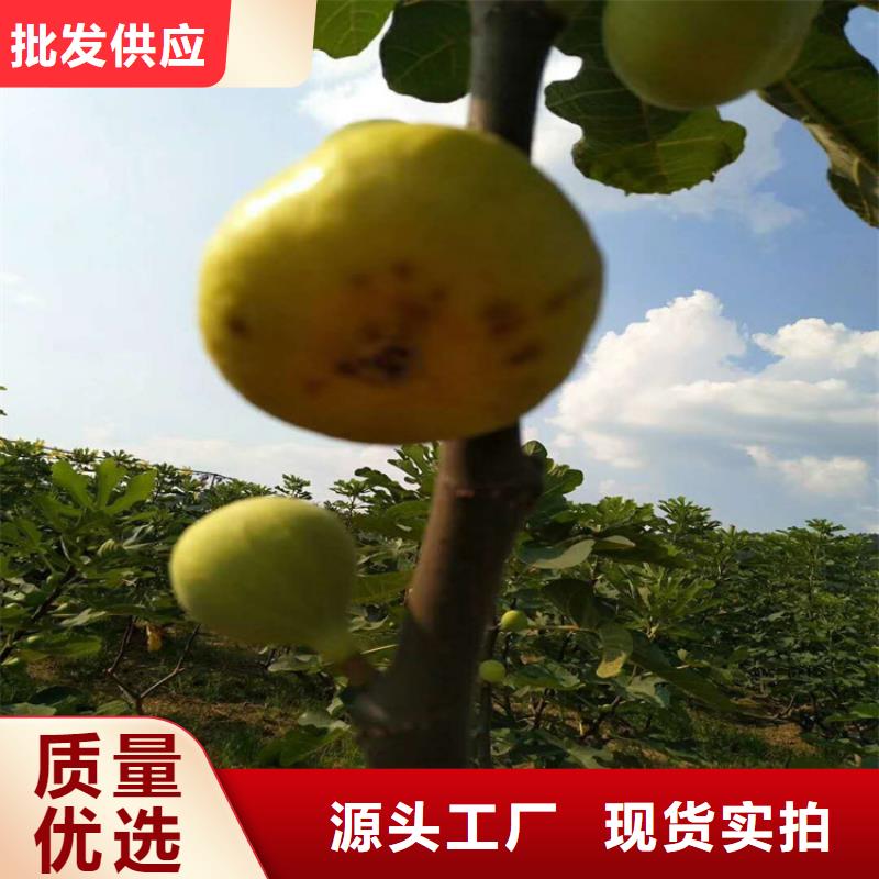 无花果无花果苗加工定制