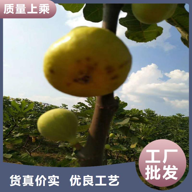 无花果樱桃苗实拍展现
