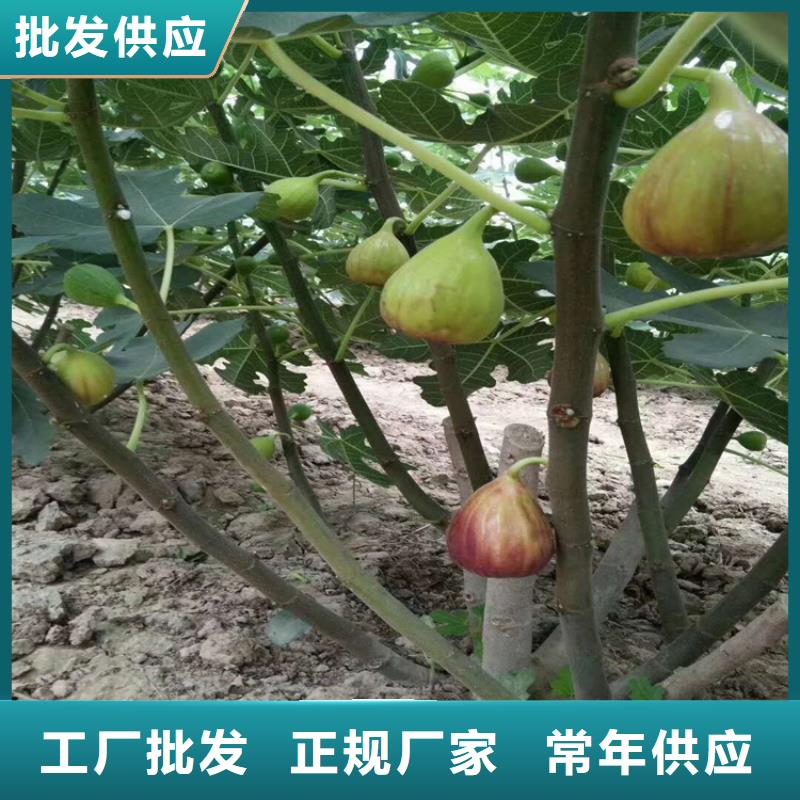 无花果李树苗品质保证