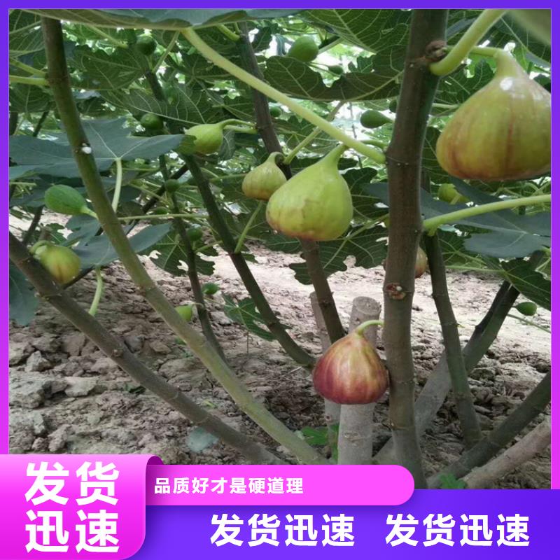 【无花果】,石榴树规格型号全