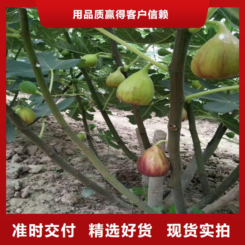 无花果梨树苗海量现货