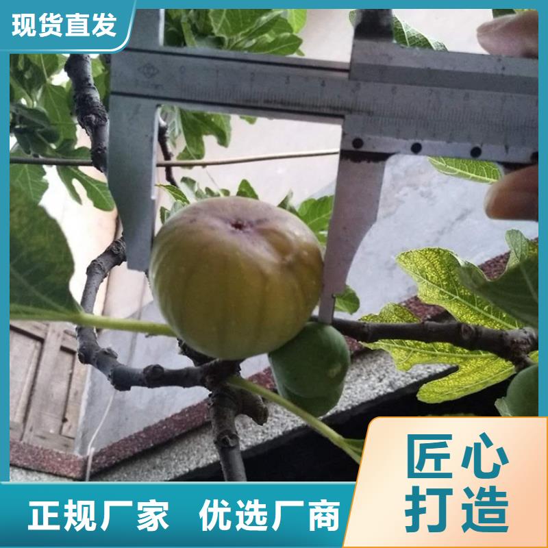 【无花果】,石榴树规格型号全