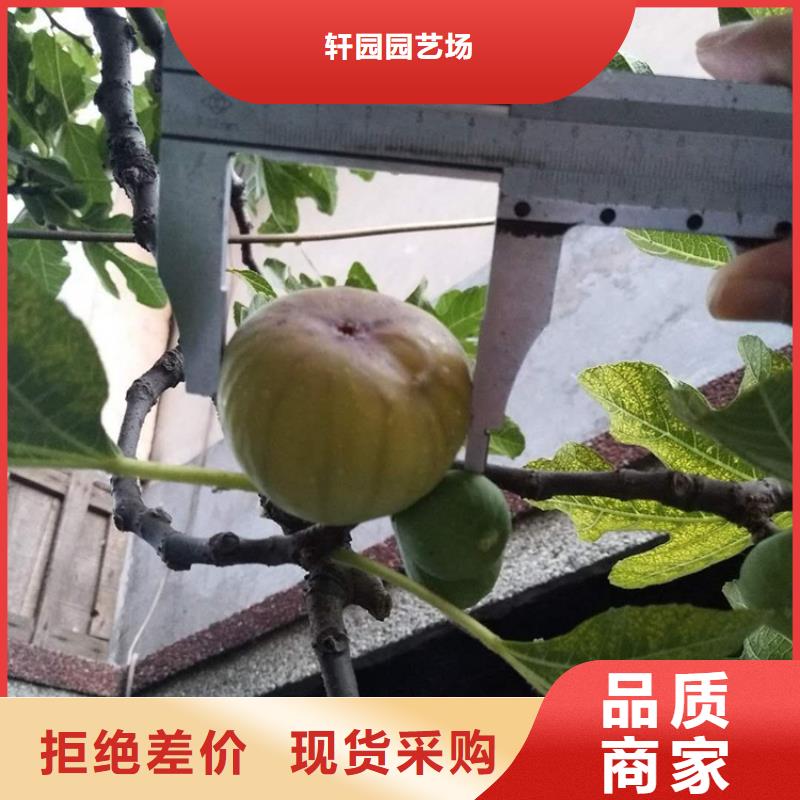 无花果梨树苗层层质检