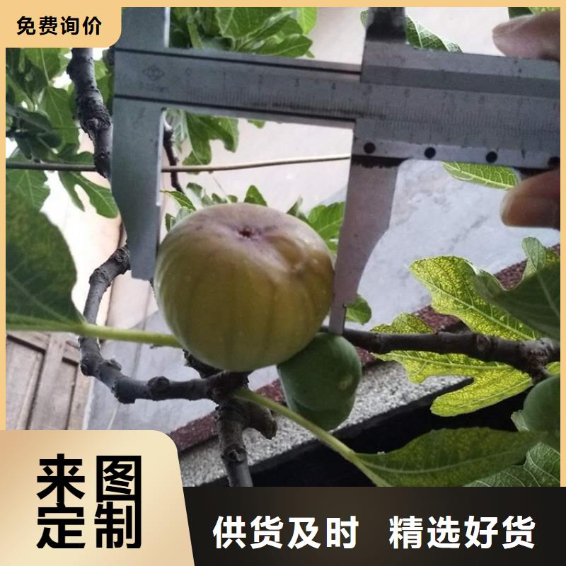 无花果樱桃苗常年出售