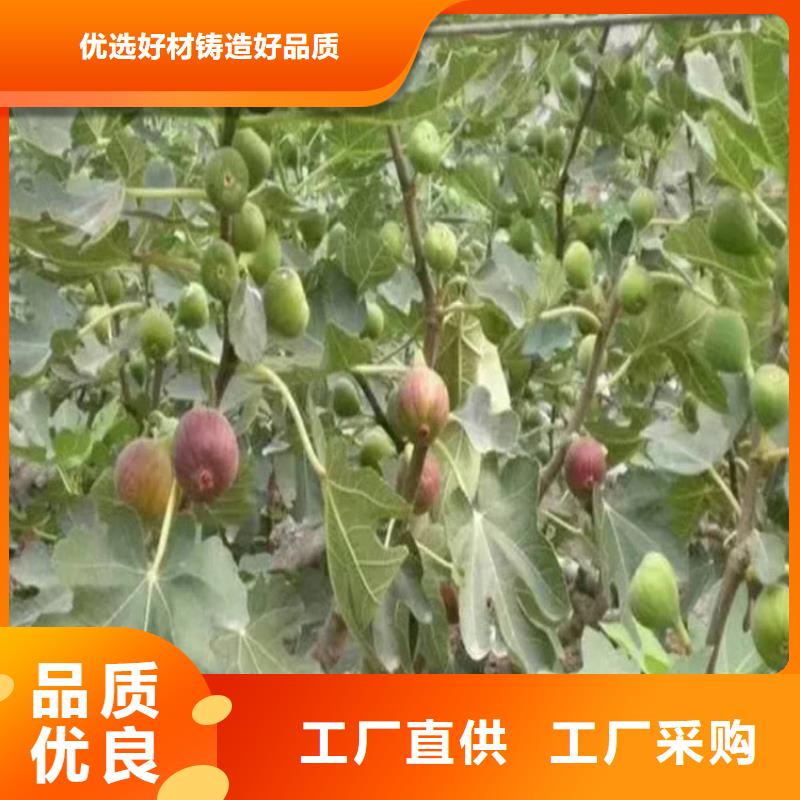 无花果桃树苗品质优良