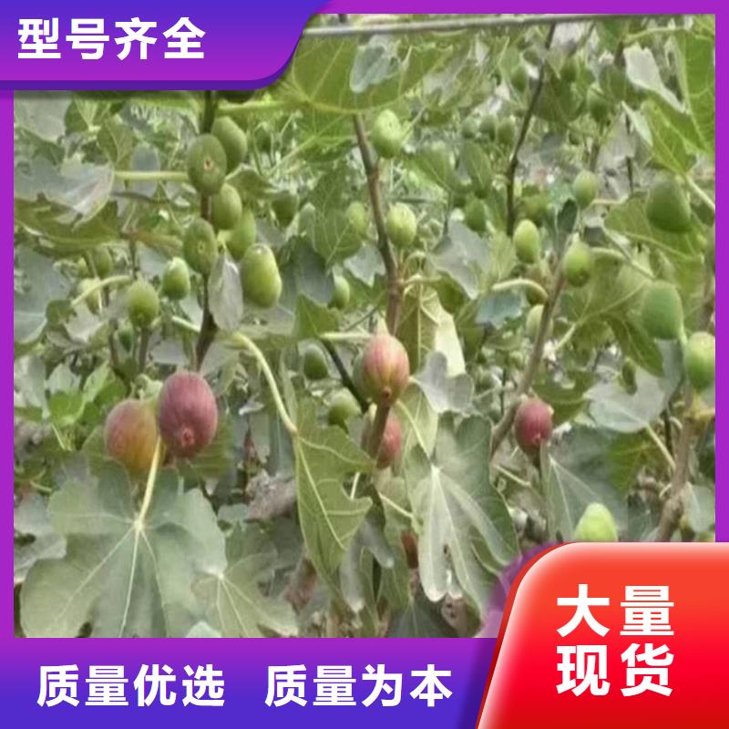 无花果北美冬青货品齐全